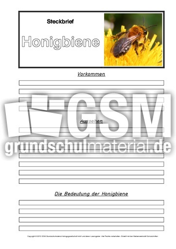 Steckbriefvorlage-Honigbiene-C-1-2.pdf